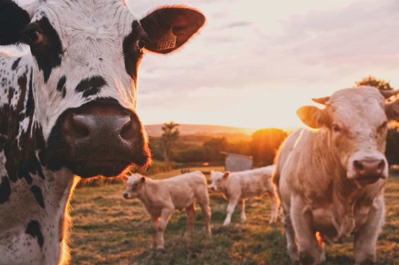 The Ag Services Growth System — Clozo Academy 90-day revenue growth course