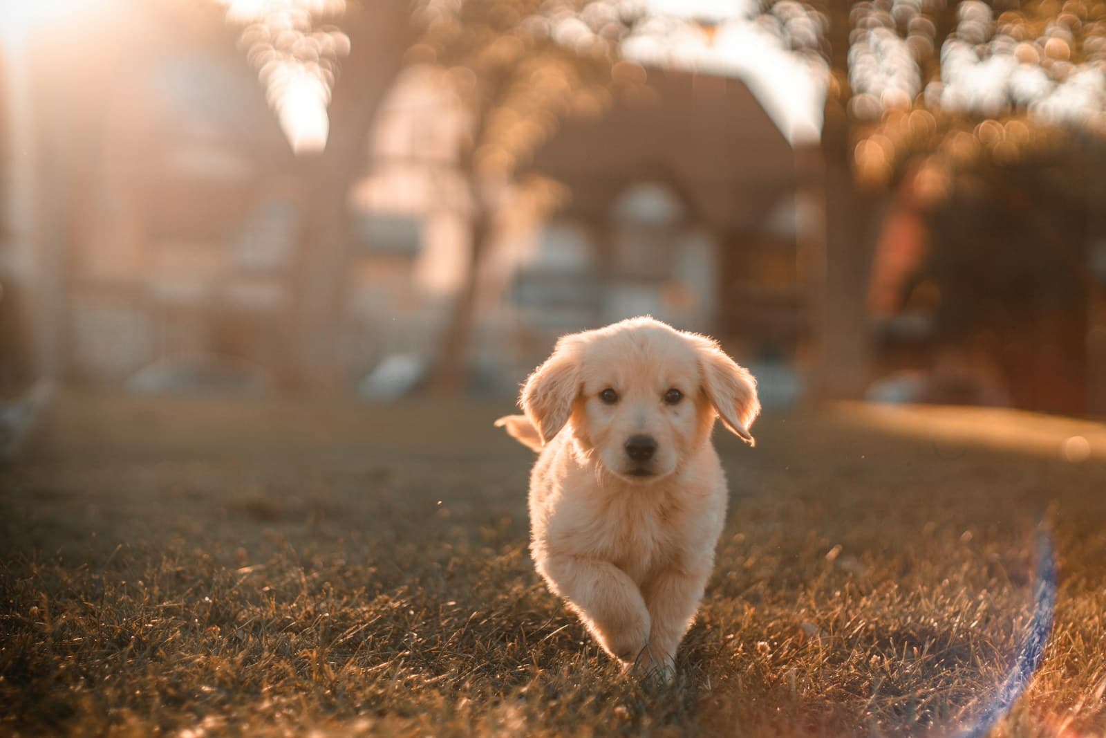 The Dog Training Growth System — Clozo Academy 90-day revenue growth course