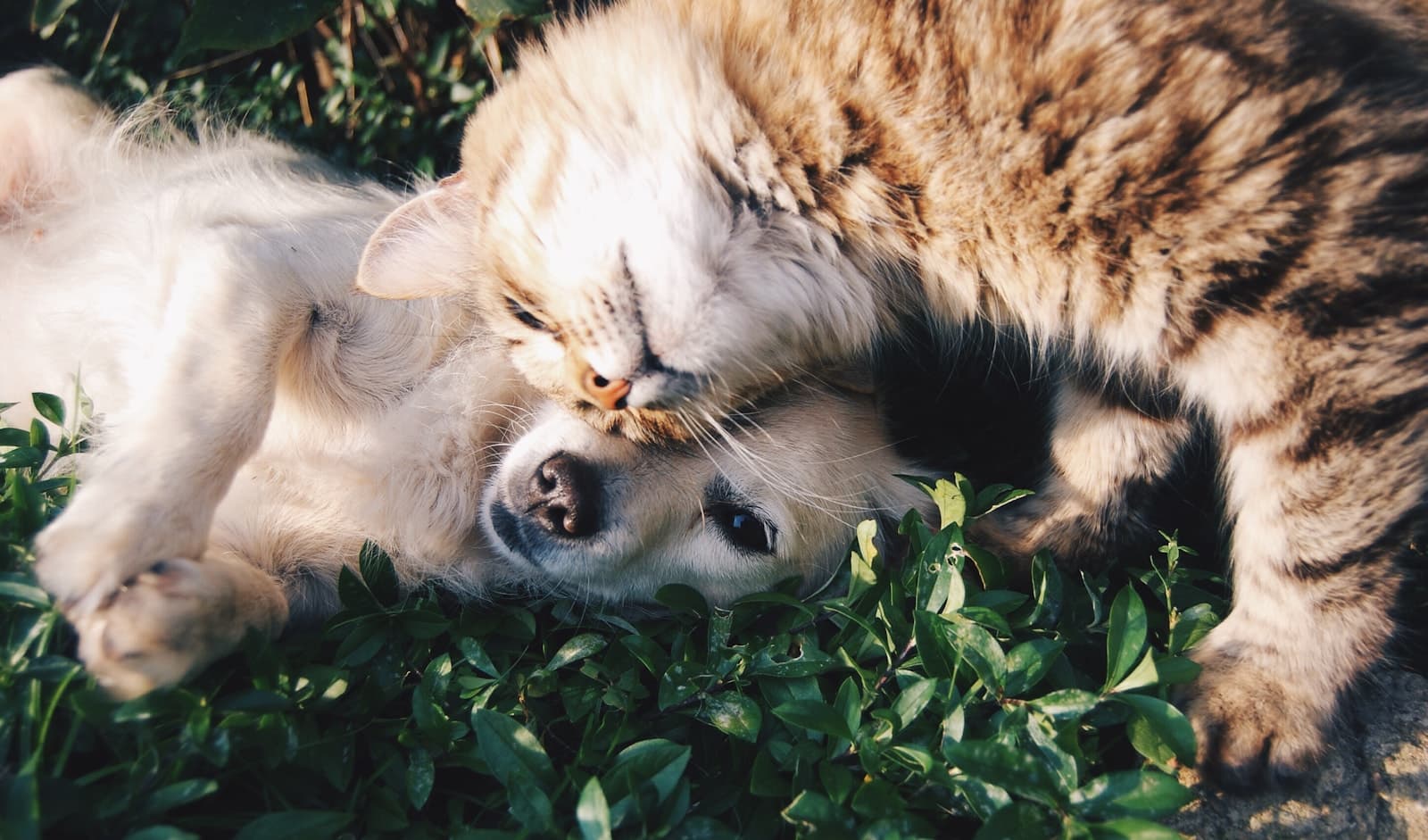 The Pet Care Growth System — Clozo Academy 90-day revenue growth course
