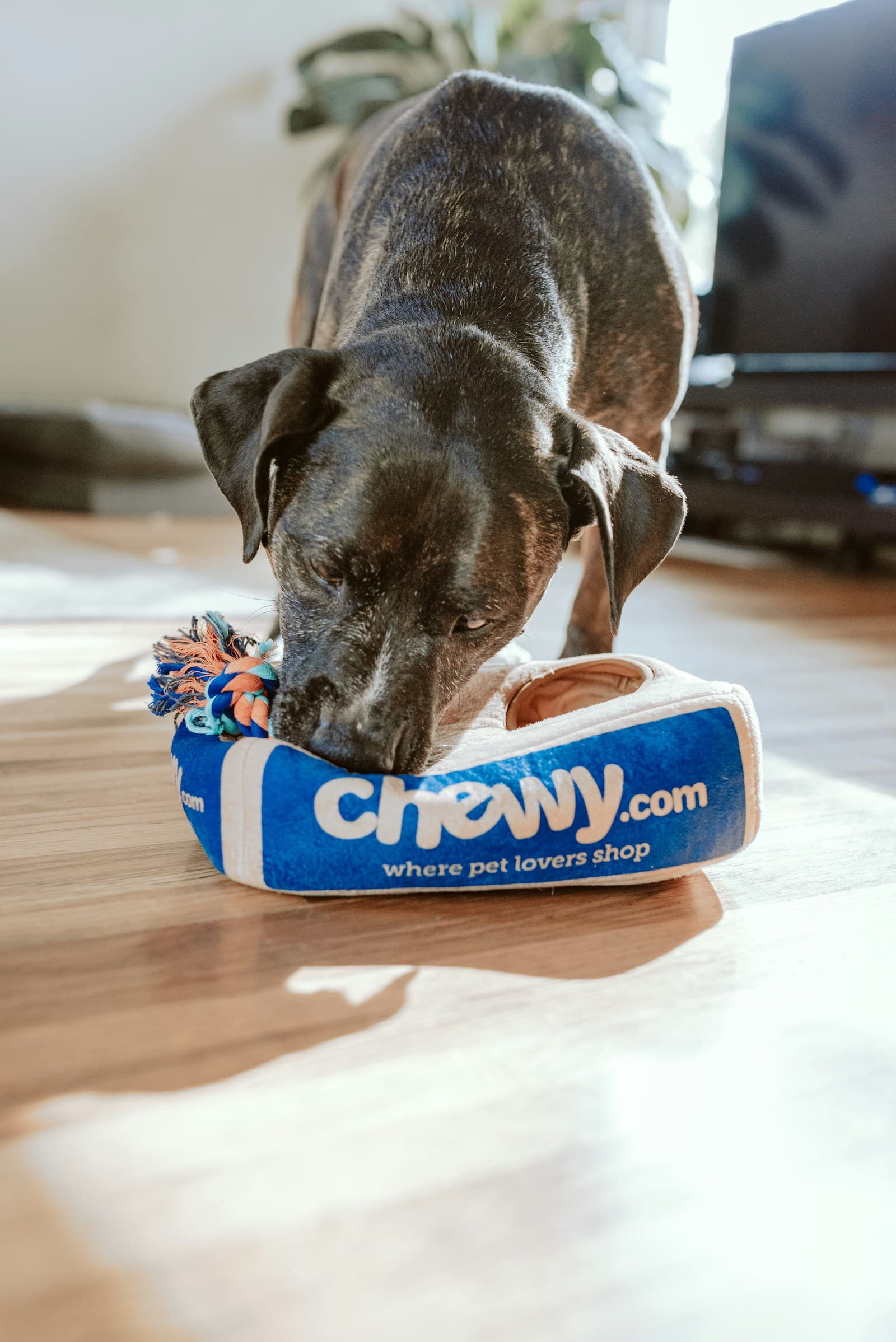 The Pet Business Growth System — Clozo Academy 90-day revenue growth course