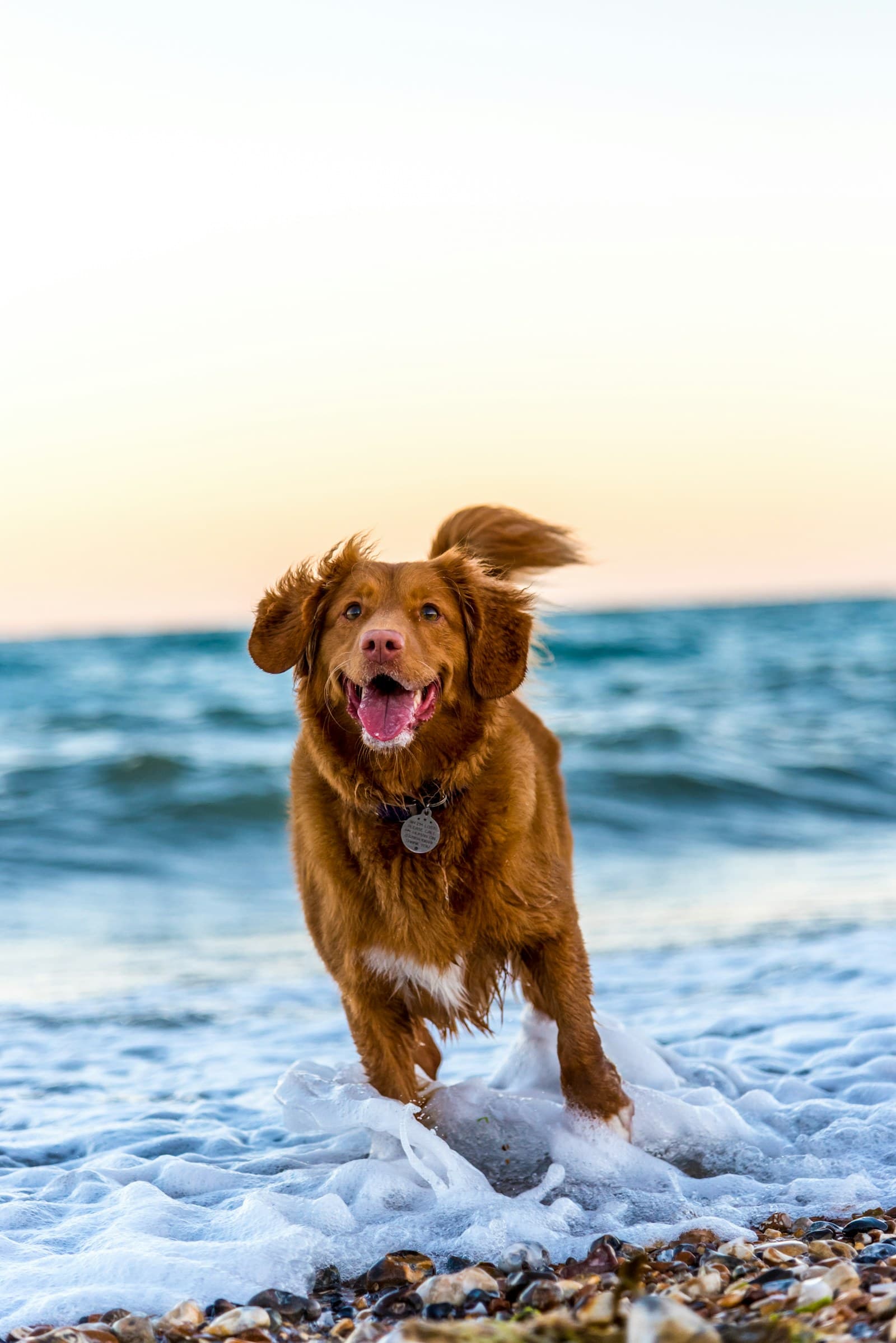 The Pet Sitting Growth System — Clozo Academy 90-day revenue growth course